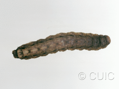 dorsal view of larva Noctuidae