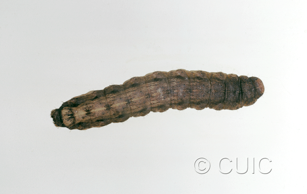 dorsal view of larva Noctuidae