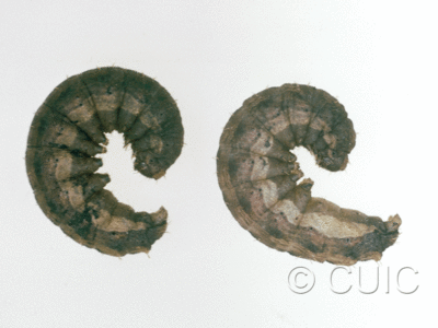 lateral view of larva Noctuidae