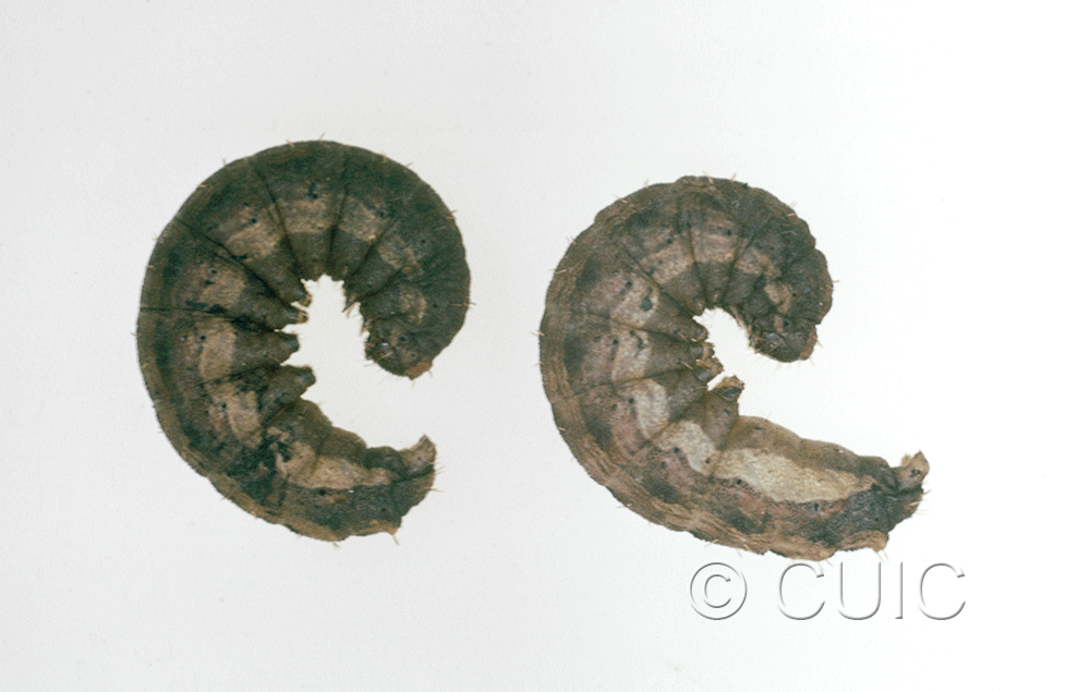 lateral view of larva Noctuidae