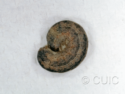 lateral view of larva Noctuidae