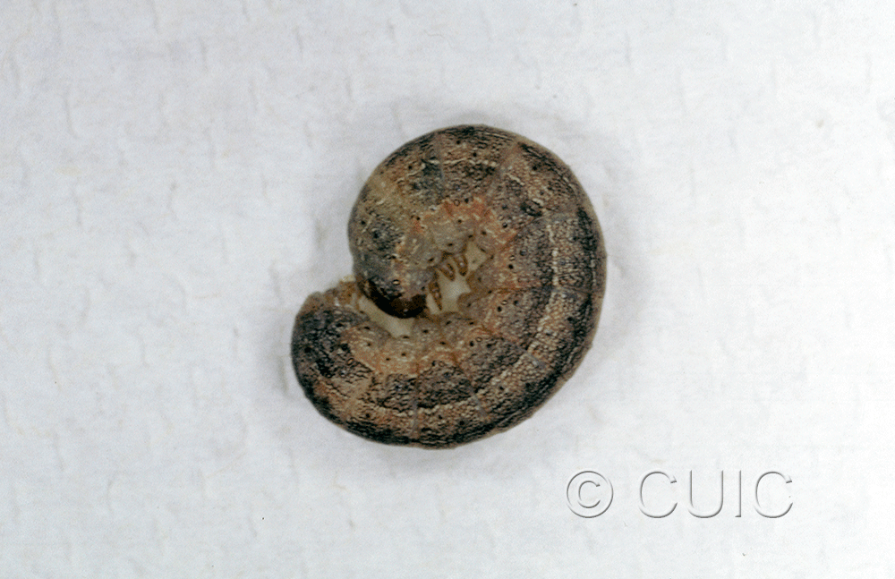 lateral view of larva Noctuidae