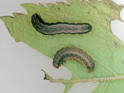 dorsal view of larva Noctuidae