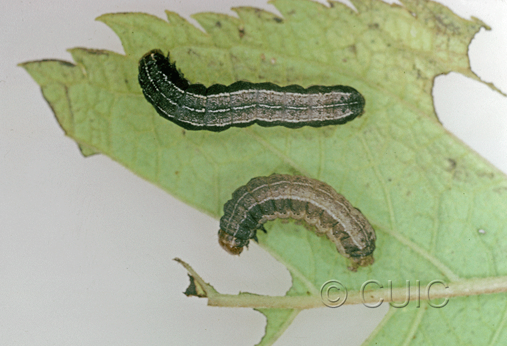 dorsal view of larva Noctuidae