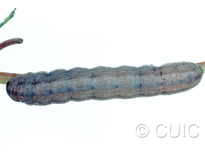 dorsal view of larva Noctuidae