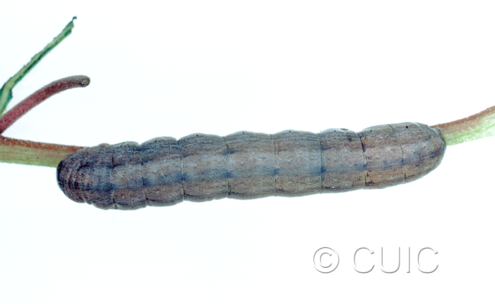 dorsal view of larva Noctuidae