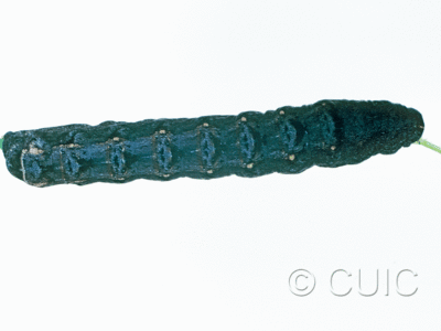 dorsal view of larva Noctuidae