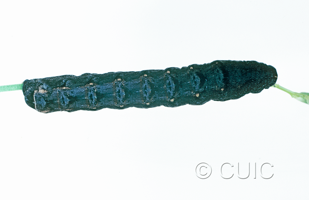 dorsal view of larva Noctuidae