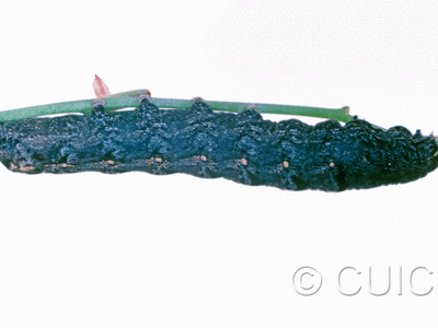 lateral view of larva Noctuidae