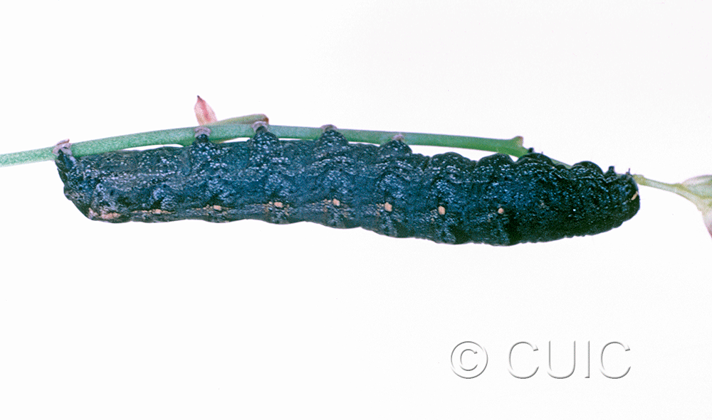 lateral view of larva Noctuidae
