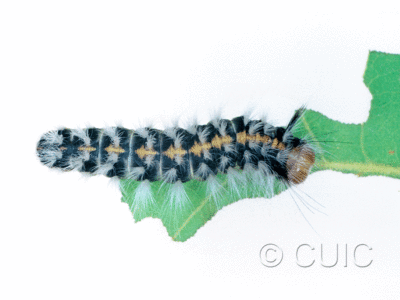 dorsal view of larva Noctuidae