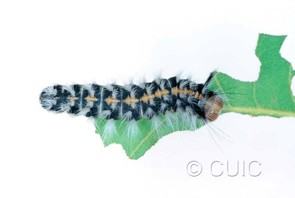 dorsal view of larva Noctuidae