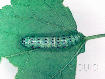 dorsal view of larva Noctuidae