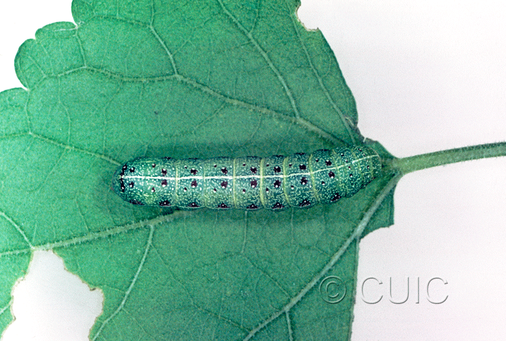 dorsal view of larva Noctuidae