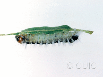 lateral view of larva Noctuidae