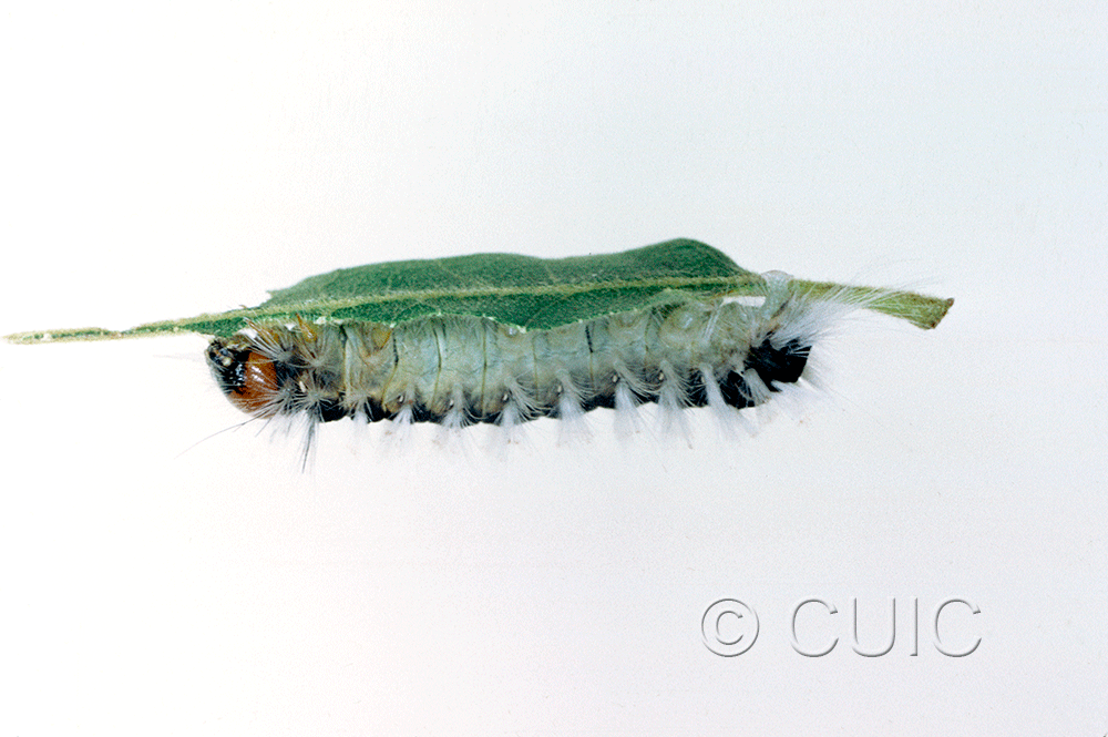 lateral view of larva Noctuidae