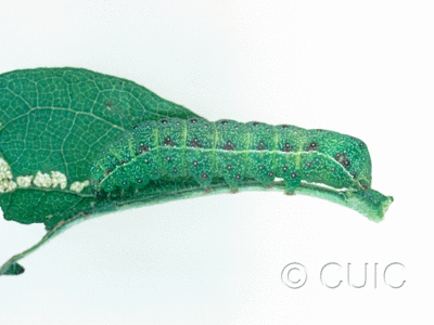 lateral view of larva Noctuidae
