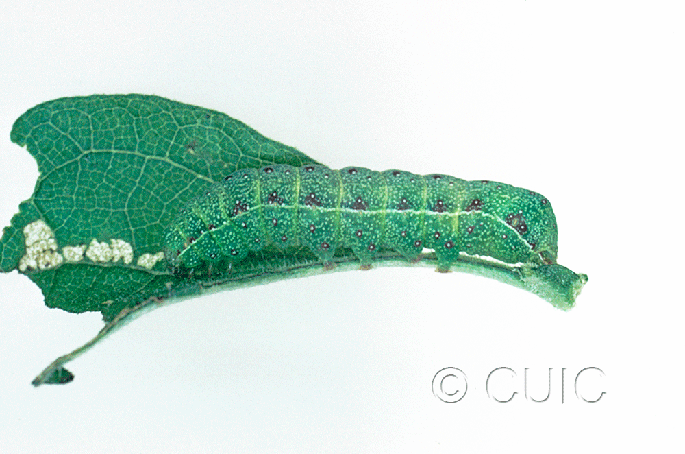 lateral view of larva Noctuidae