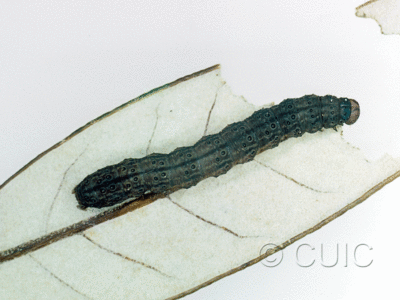 dorsal view of larva Noctuidae on Quercus hypoleucoides in USA: AZ