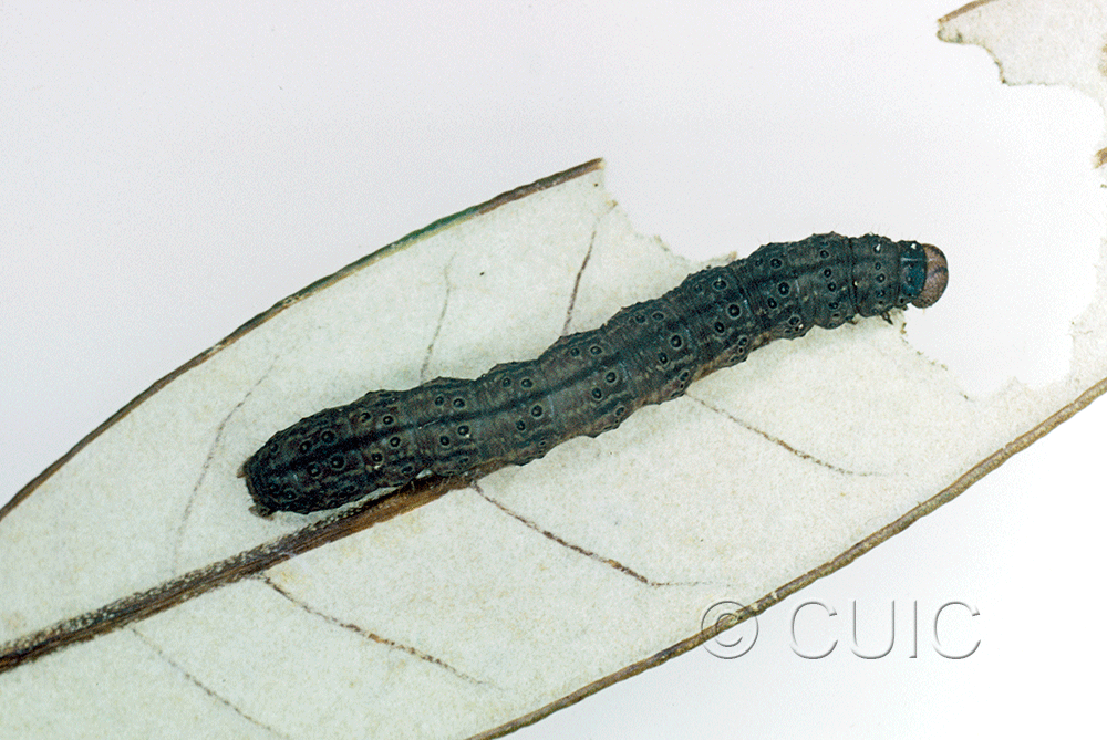 dorsal view of larva Noctuidae on Quercus hypoleucoides in USA: AZ