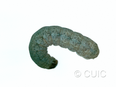 dorsal view of larva Noctuidae