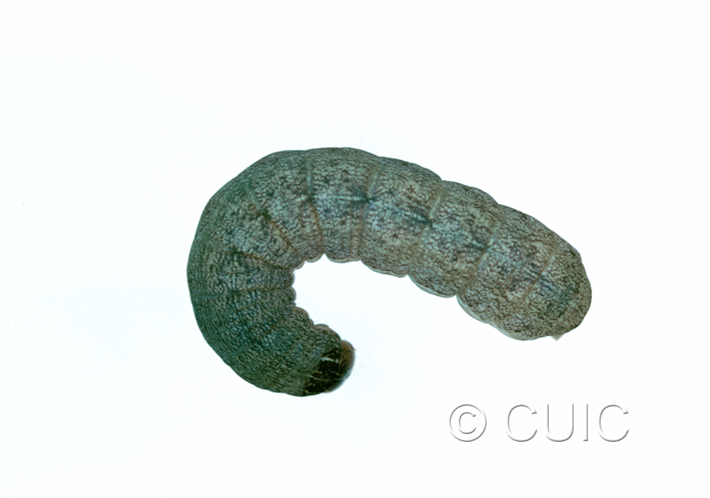 dorsal view of larva Noctuidae