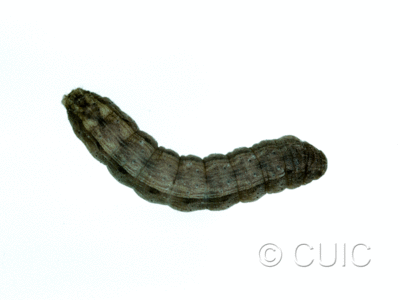 dorsal view of larva Noctuidae