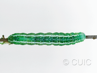 dorsal view of larva Noctuidae