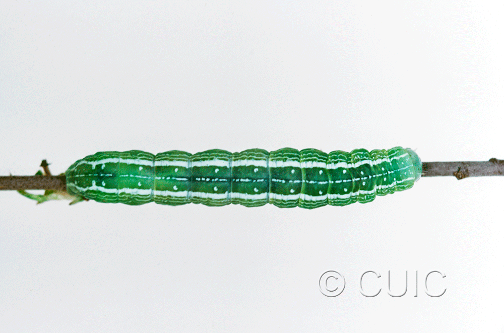 dorsal view of larva Noctuidae