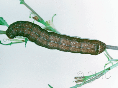 dorsal view of larva Noctuidae