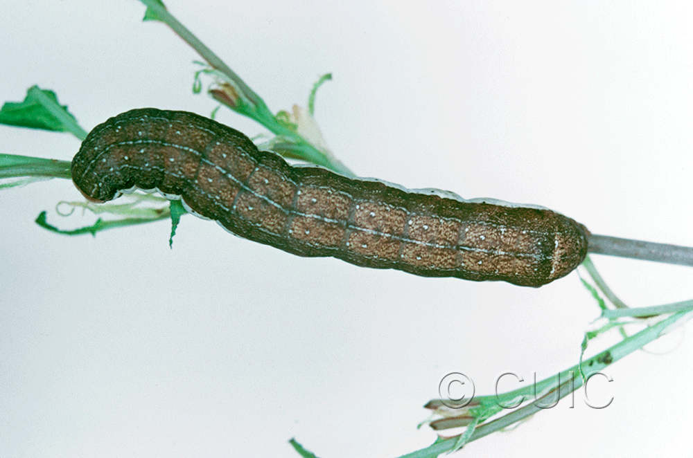 dorsal view of larva Noctuidae