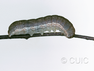 lateral view of larva Noctuidae