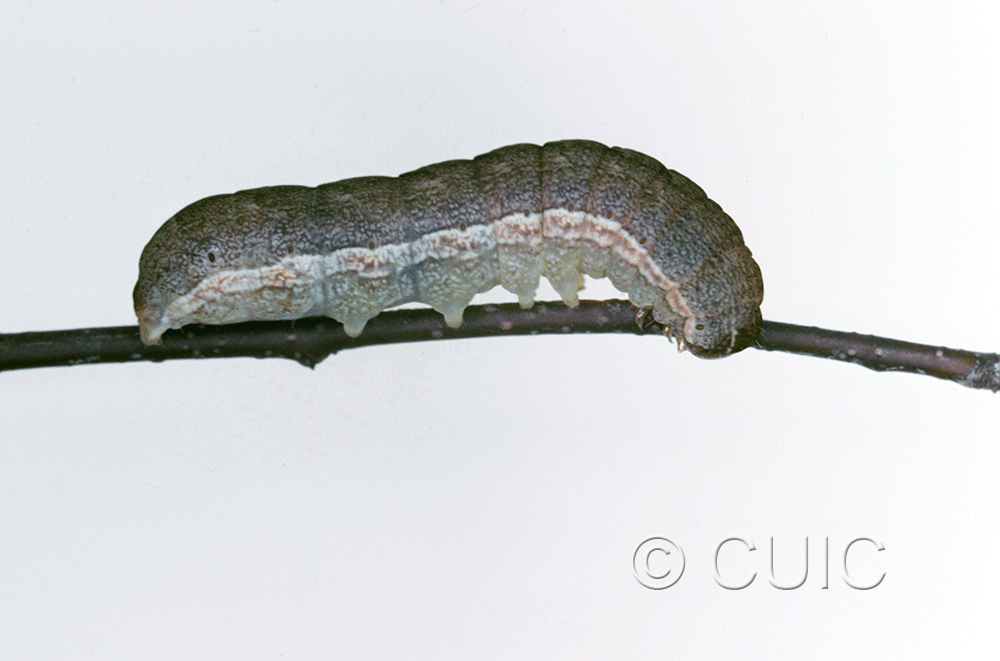lateral view of larva Noctuidae