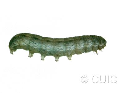 lateral view of larva Noctuidae