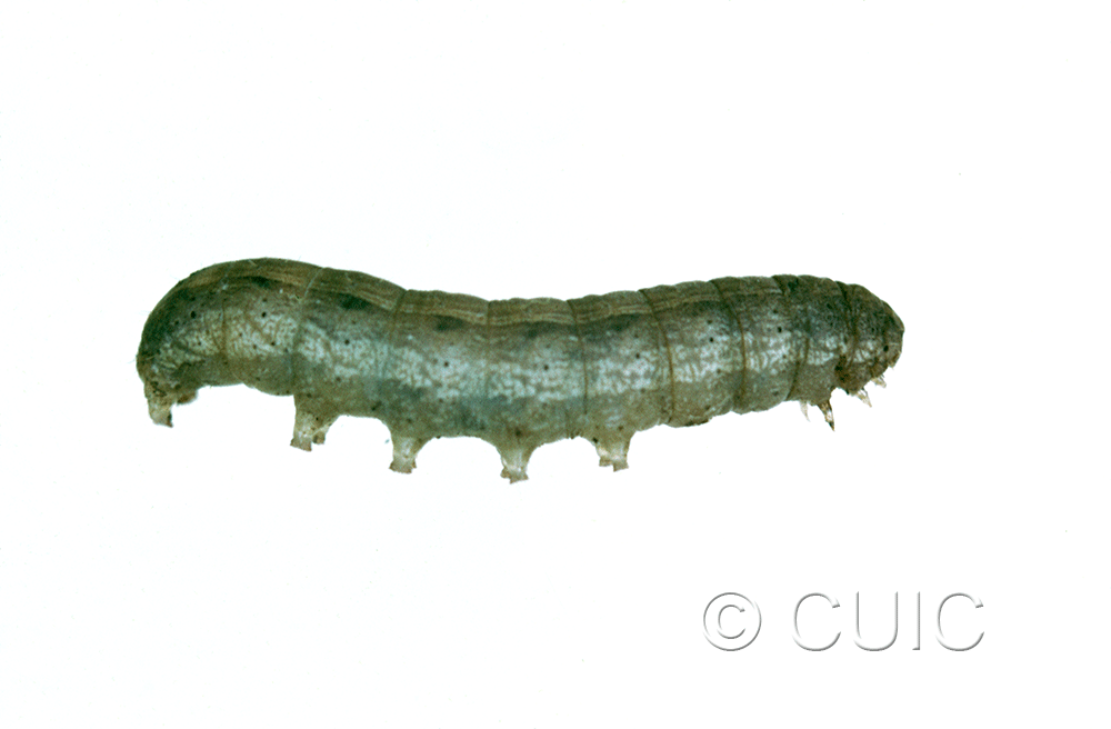 lateral view of larva Noctuidae