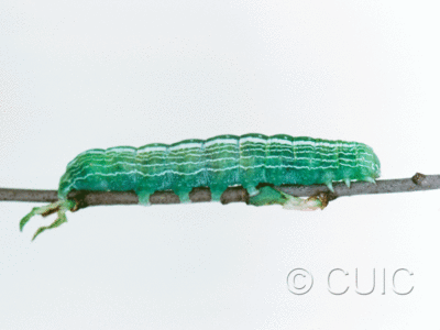 lateral view of larva Noctuidae