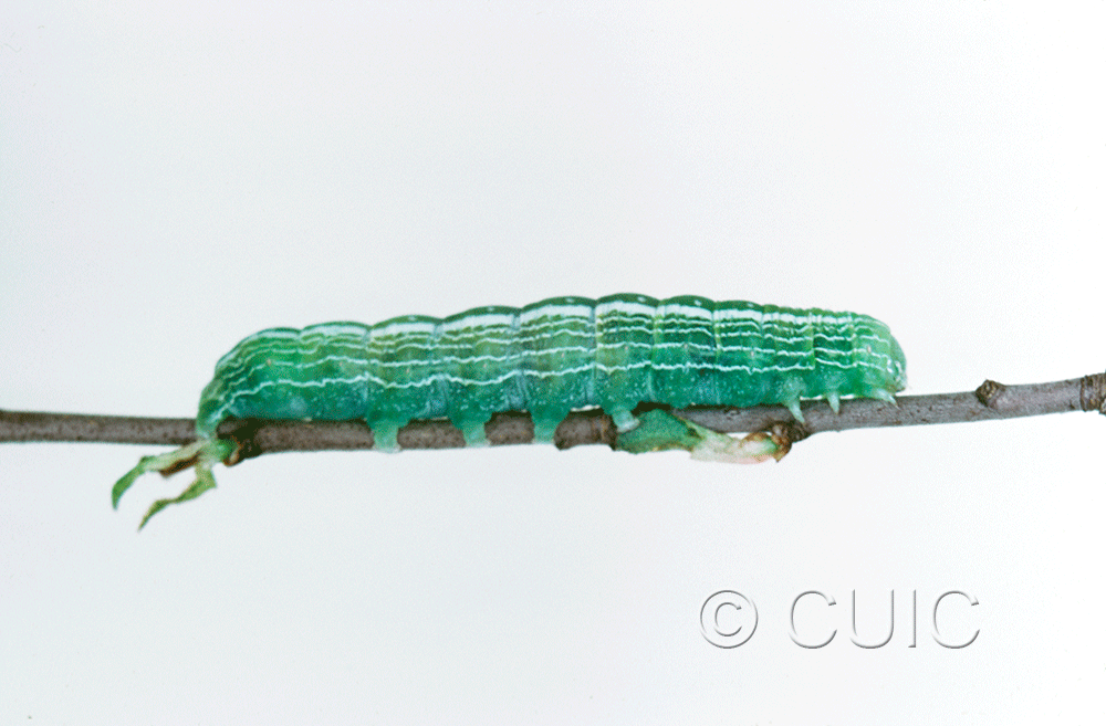 lateral view of larva Noctuidae