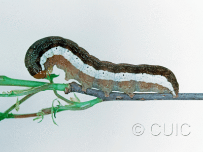 lateral view of larva Noctuidae