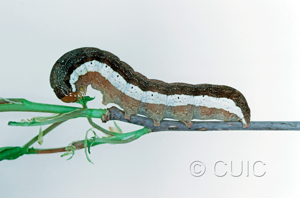 lateral view of larva Noctuidae