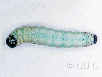 dorsal view of larva Noctuidae