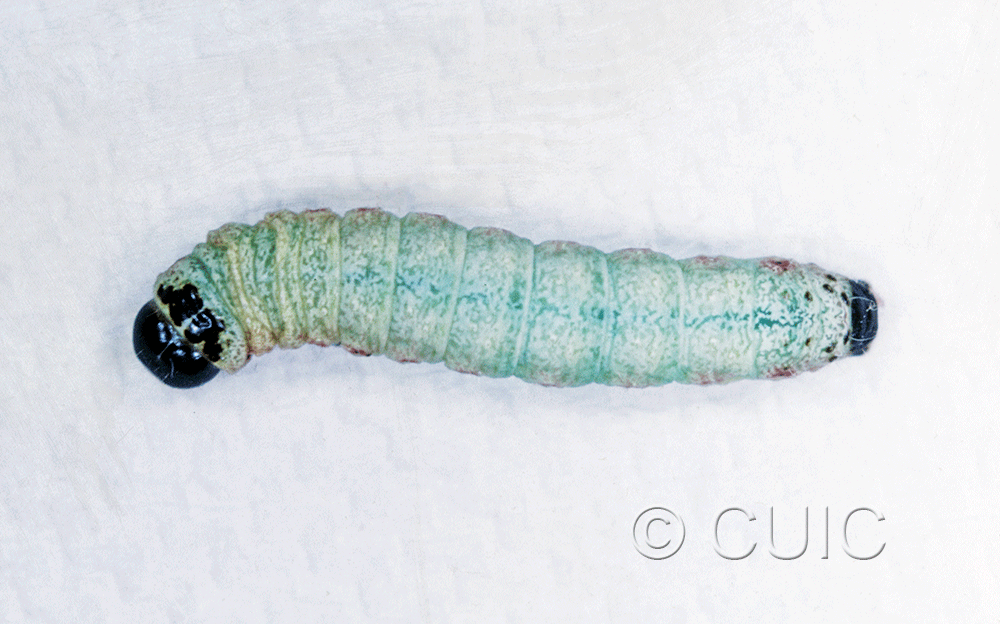 dorsal view of larva Noctuidae