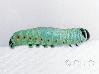 lateral view of larva Noctuidae