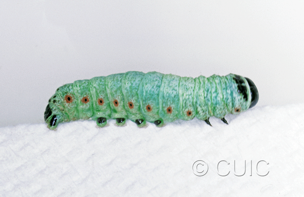 lateral view of larva Noctuidae