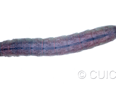dorsal view of larva Noctuidae