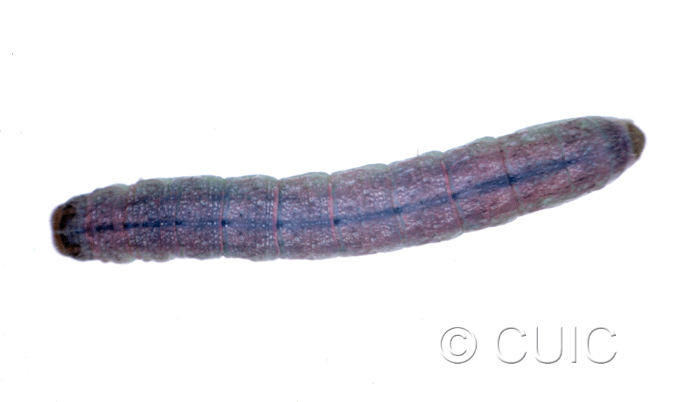 dorsal view of larva Noctuidae