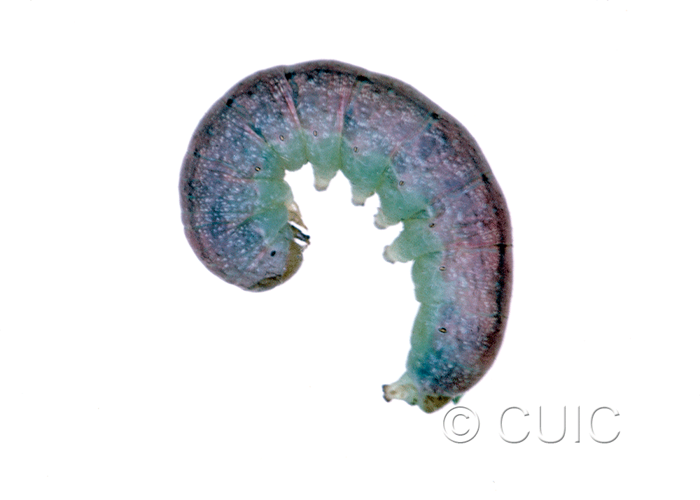 lateral view of larva Noctuidae