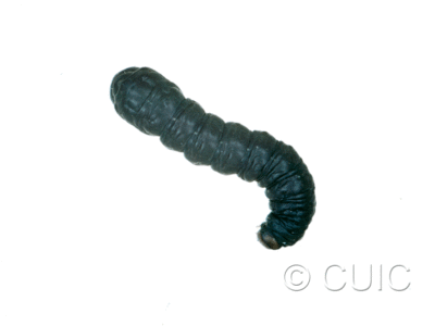 dorsal view of larva Noctuidae