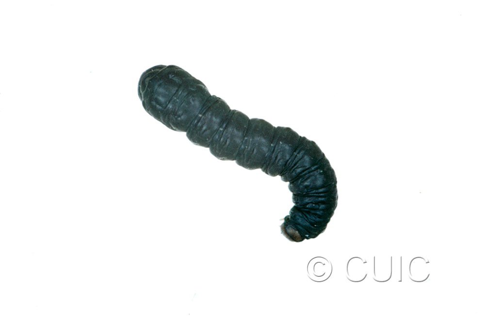 dorsal view of larva Noctuidae