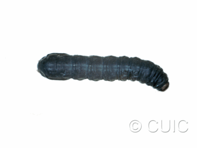 dorsal view of larva Noctuidae