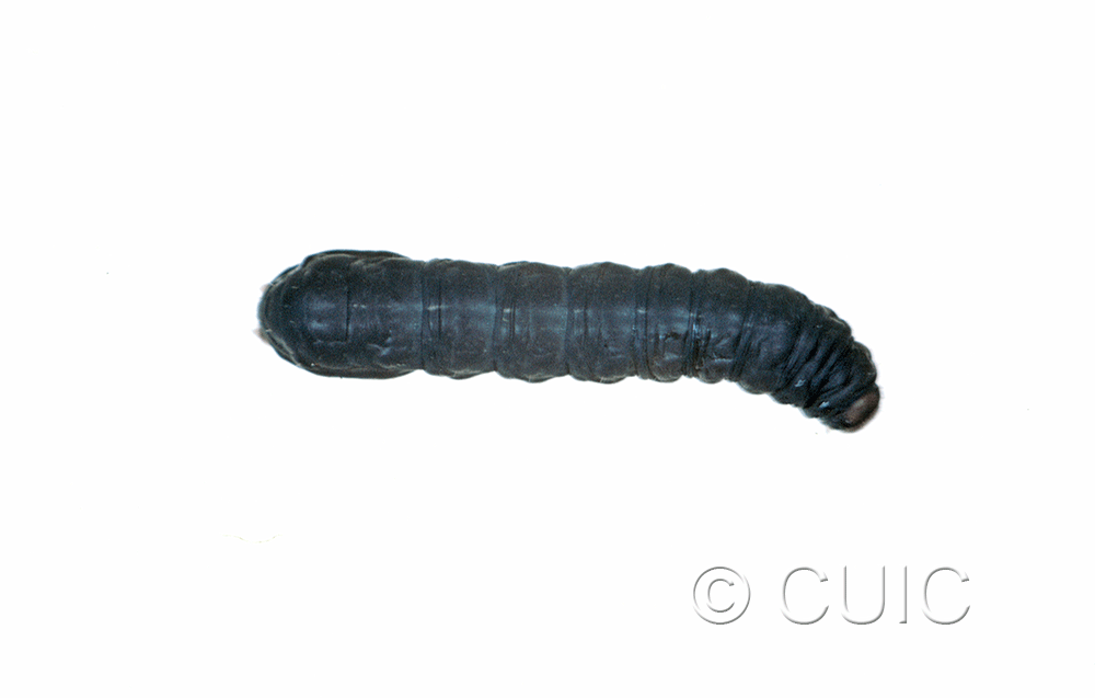 dorsal view of larva Noctuidae